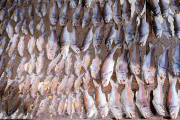 dried fish on the market