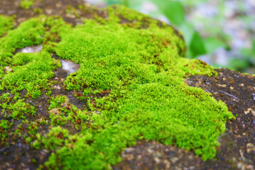 Moss green texture. Moss background. Green moss on cement texture, background. Use this for wallpaper or background image. There is a blank space for text.