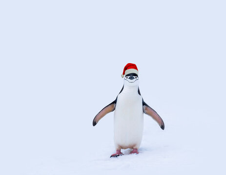 Christmas penguin on snow isolated on white background. Penguin with christmas hat copy space. Funny Christmas humor concept.