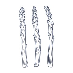 Asparagus sprouts drawn sketch, vector illustration. Organic grown healthy food. Pods of harvested fresh plants.