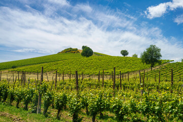 Rural landscape on the hills near  Riolo Terme and Brisighella
