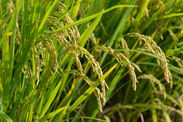 稲穂