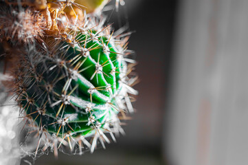 Green cactus macro. Thorns and needles. A prickly concept. Houseplant cactus background. Plant pattern for design and decoration. Abstract cactus background. Window sill with a flower. Cactus spine