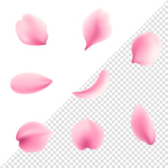 Petals of rose isolated on transparent background