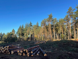 Deforesting at the Lemelerberg
