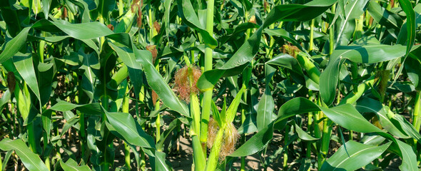 Green cornfield with young ears. Wide photo. - obrazy, fototapety, plakaty