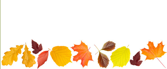 bright autumn leaves in a frame on a white background