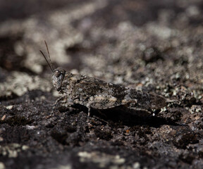 grasshopper on the ground
