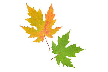 Autumn maple leaves isolated on white .