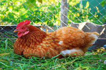 Red hen is resting in the shade on the grass