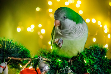 A fluffy parrot sits in New Year's decorations against the backdrop of glare and lights on New...