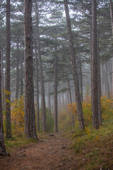 misty autumn forest