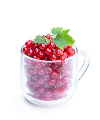 Fresh red currant berry in clear glass mug isolated on white