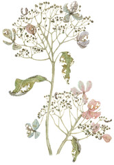 Watercolor realistic illustration of a fading hydrangea. Autumn hand drawn botanical art.