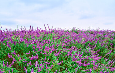 A piece of Mexican sage in the park