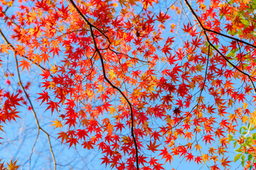 Autumn leaves under the blue sky