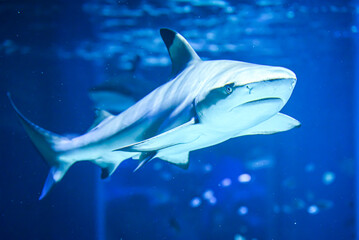 shark