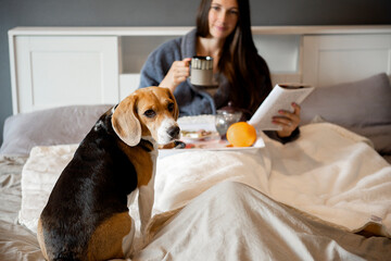 dog beagle sitting on the bed, in the background a woman eats breakfast cake and reading book in bedroom