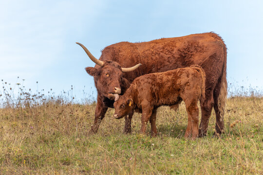 Salers cow taking care of her calf.