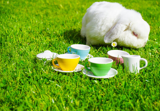 Kaninchen und Porzellanservice auf Wiese