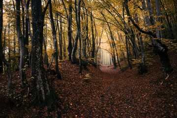 fantasy forest path in autumn
