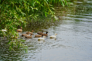 ducks on the lake