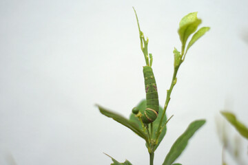 Close up of green caterpillar