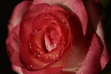 pink and white rose in drops of water