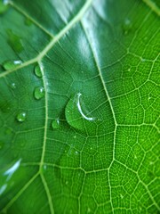 Colorful image of water drop on leaf. Macro photograph. Close up to object.