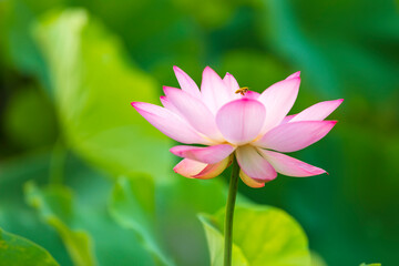 Lotus flower on the water