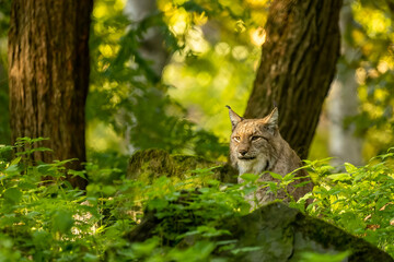 Beautiful lynx (bobcat) hiding in a forest in a natural reserve in Germany at a sunny day in autumn.