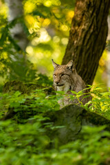 Beautiful lynx (bobcat) hiding in a forest in a natural reserve in Germany at a sunny day in autumn.