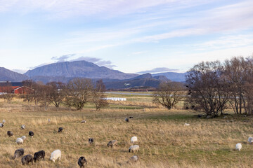 Flock of sheep  near Brønnøysund airport,Helgeland,Northern Norway,scandinavia,Europe