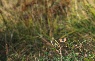 selective focus of brown butterfly perched on some leaves