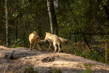 A wolf in a natural reserve in Hesse, Germany at a sunny morning in autumn.