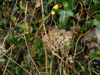Leaves, Cobwebs and Raindrops