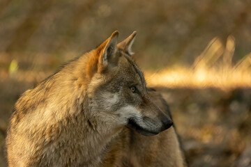 A wolf in a natural reserve in Hesse, Germany at a sunny morning in autumn.