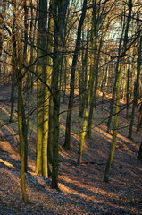 Obraz premium Autumn Forrest, woods tree and sunlight. Autumn forest nature. Colorful forest with sun rays through branches of trees. Scenery of fall nature with sunlight.