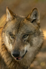Fototapeta premium A wolf in a natural reserve in Hesse, Germany at a sunny morning in autumn.