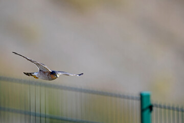 flying Sparrowhawk // fliegender Sperber (Accipiter nisus)