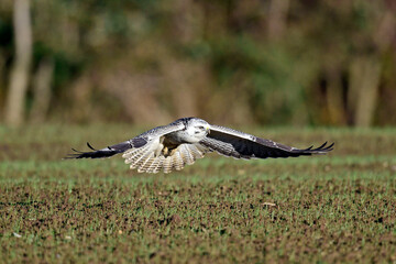 flying white Common buzzard // fliegender, weißer Mäusebussard (Buteo buteo)