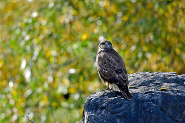 Common buzzard // Mäusebussard (Buteo buteo)