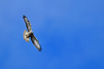 flying Common buzzard // fliegender Mäusebussard (Buteo buteo)