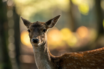 A portrait of a female fallow deer walking through a forest at a cloudy day in autumn in Hesse, Germany. Beautiful light bokeh caused by the sun in the background.