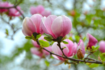 Naklejka na ściany i meble Bloomy magnolia tree