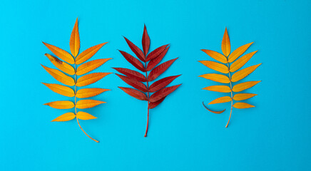 Fototapeta na wymiar Set of three autumn fallen leaves of red mountain ash yellow and red on a blue background. Bright and juicy colors of autumn concept. Leaves lie in a row