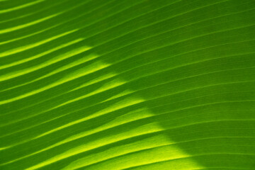 Obraz premium Background of exotic leaves. Texture of green banana leave, diagonal lines. Close-up.