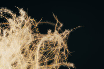 Still life with dried flowers in the interior
