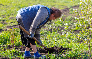 Grandmother digs earth with a shovel in the garden