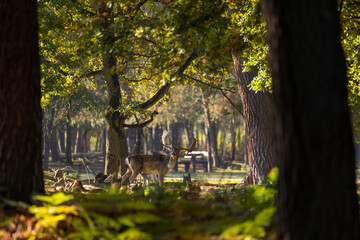 A herd of fallow deers in a forest during rutting season during the morning hours at a sunny day in...